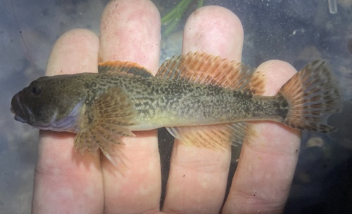 Paiute Sculpin