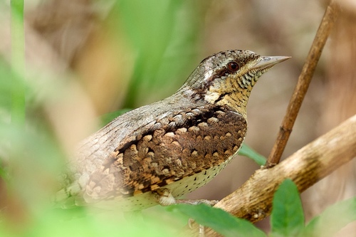 Eurasian Wryneck