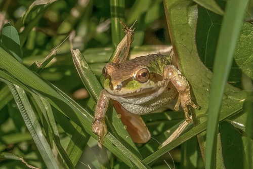 iNaturalist observation photo of Pacific chorus frog