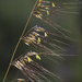 Lopsided Indiangrass - Photo (c) Chris Burney, all rights reserved, uploaded by Chris Burney