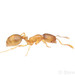 Common American Thief Ant - Photo (c) Steven Wang, all rights reserved, uploaded by Steven Wang