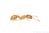 Common American Thief Ant - Photo (c) Steven Wang, all rights reserved, uploaded by Steven Wang