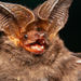 Tropical Big-eared Brown Bat - Photo (c) Rodrigo Tinoco, all rights reserved, uploaded by Rodrigo Tinoco