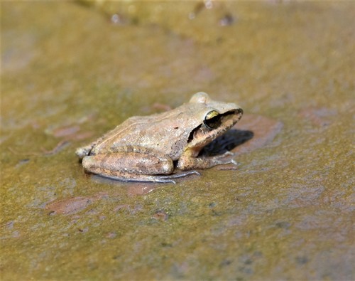 Oreobates discoidalis · iNaturalist