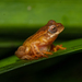 Lesser Tree Frog - Photo (c) Rodrigo Tinoco, all rights reserved, uploaded by Rodrigo Tinoco