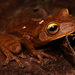 Reservoir Tree Frog - Photo (c) Rodrigo Tinoco, all rights reserved, uploaded by Rodrigo Tinoco