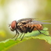 家蠅 - Photo 由 Rajib Maulick 所上傳的 (c) Rajib Maulick，保留所有權利