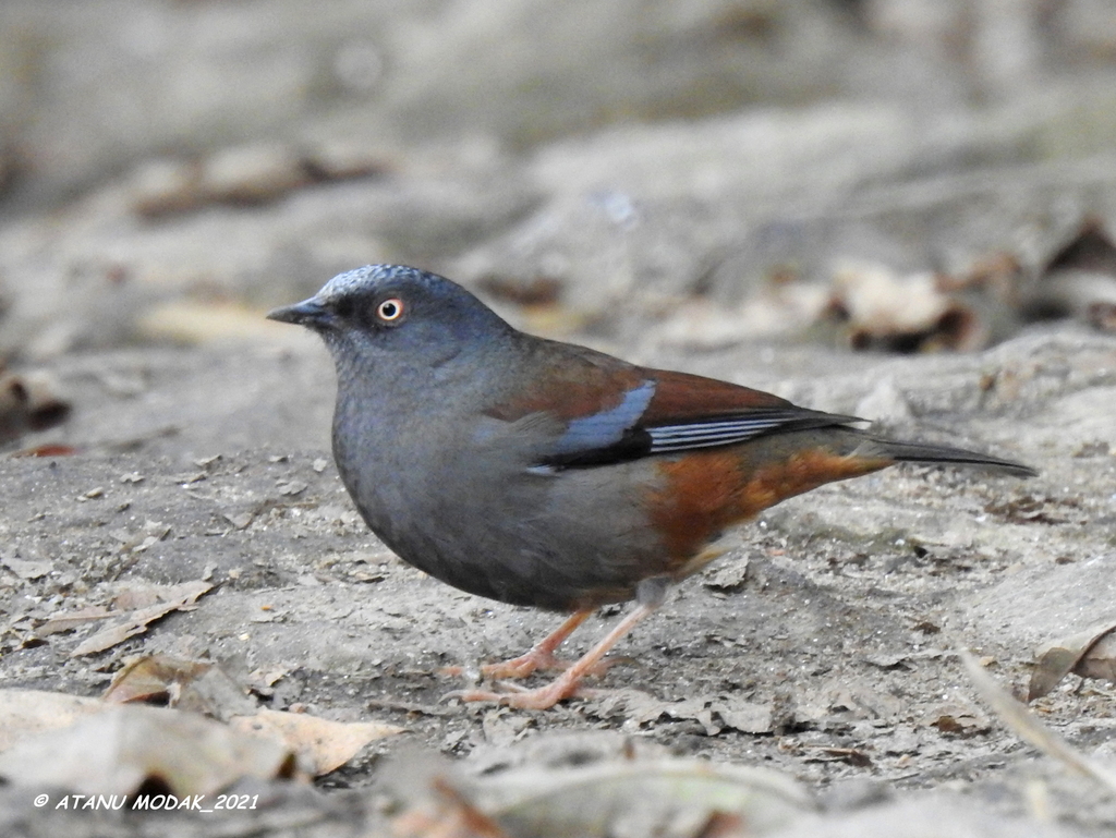 Maroon-backed Accentor (Prunella immaculata)