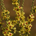 Verbascum chaixii austriacum - Photo (c) Tig, all rights reserved, uploaded by Tig