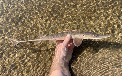 Shovelnose Sturgeon