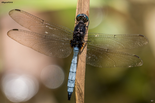 Farmbush Skimmer