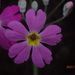 Primula malacoides - Photo (c) yongzhe, todos los derechos reservados, subido por yongzhe