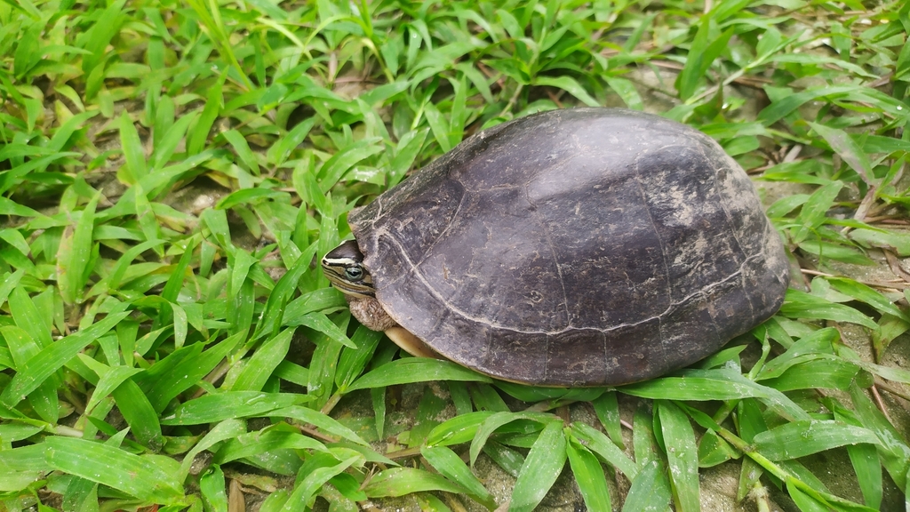 Photo by Amransyah M. Satali