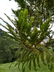 Retrophyllum rospigliosii image