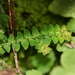 Selaginella heterostachys - Photo (c) Chiou Rong Sheue, todos los derechos reservados, uploaded by Chiou Rong Sheue