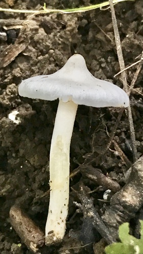 White Fibrecap