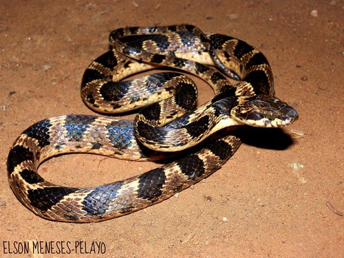 Banded Cat-eyed Snake (Leptodeira Annulata) · INaturalist.ca