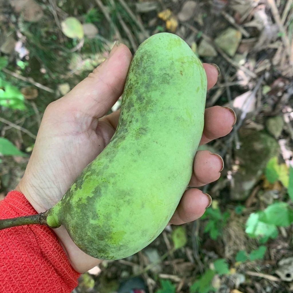 common pawpaw from Canal Rd, Apollo, PA, US on October 10, 2021 at 04: ...