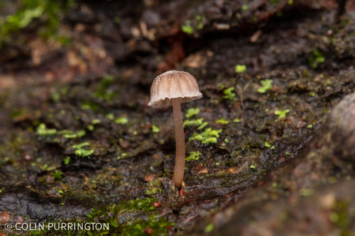 Bark Mycena