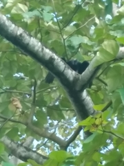 Coragyps atratus image