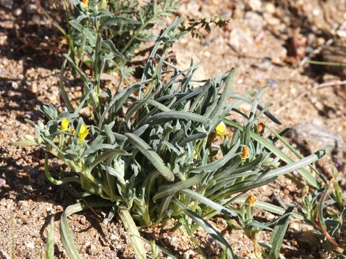 Camissoniopsis pallida ssp. pallida