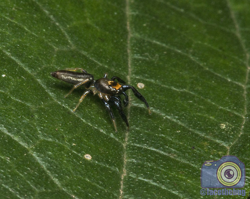 Cotinusa horatia