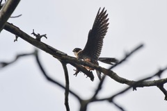 Falco rufigularis image