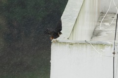 Falco rufigularis image