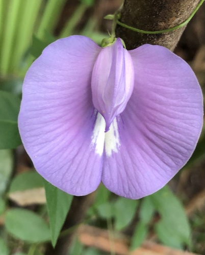 Centrosema virginianum (L.) Benth.