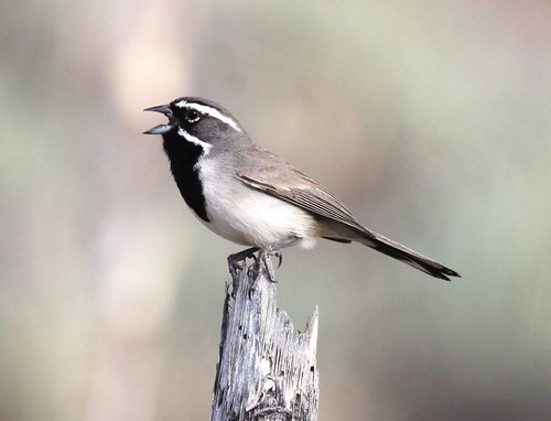 Black-throated Sparrow