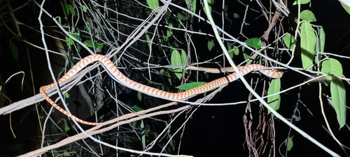 Brown Tree Snake sighting