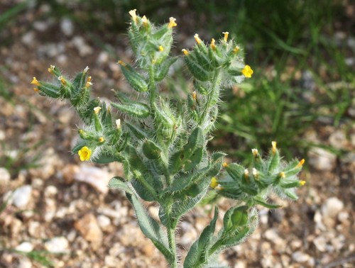 Amsinckia tessellata var. tessellata