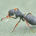 Dr Brauns's Sugar Ant - Photo (c) Philip Herbst, all rights reserved, uploaded by Philip Herbst
