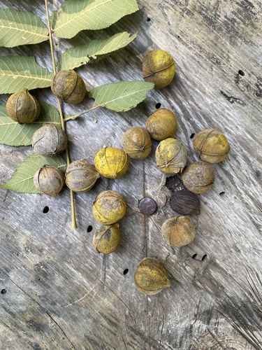 Mexican Hickory