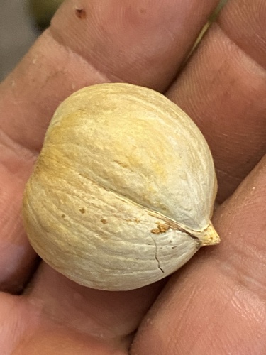 Mexican Hickory