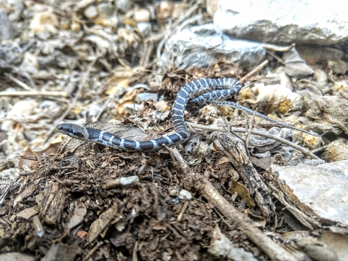 Tanzer’s Night Snake