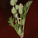 Australian Carrot - Photo (c) pennywort_man, all rights reserved, uploaded by pennywort_man