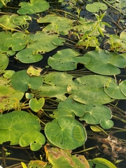 Nymphoides indica subsp. indica image