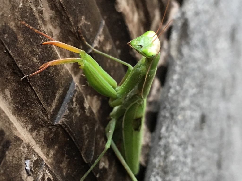 Mantis religiosa mordedura