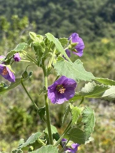 Genus Batesimalva · iNaturalist