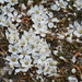 Montia sessiliflora - Photo (c) David Lyttle, todos los derechos reservados, subido por David Lyttle