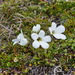 Ourisia glandulosa - Photo (c) David Lyttle, all rights reserved, uploaded by David Lyttle