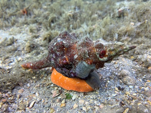 Florida Horse Conch