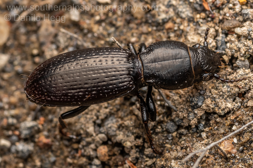 Mecodema florae · iNaturalist