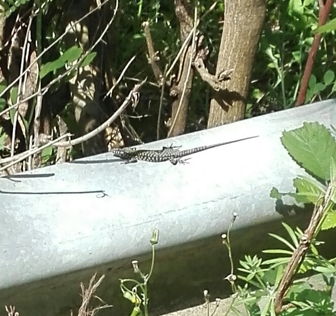 Lizard In Rome Common Wall Lizard from Roma, Lazio, IT on April 25, 2018 at 12:48 PM ...