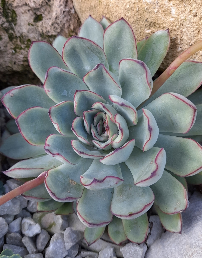 Echeveria pulidonis