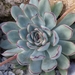 Echeveria pulidonis - Photo (c) cliff riesmeier, all rights reserved, uploaded by cliff riesmeier