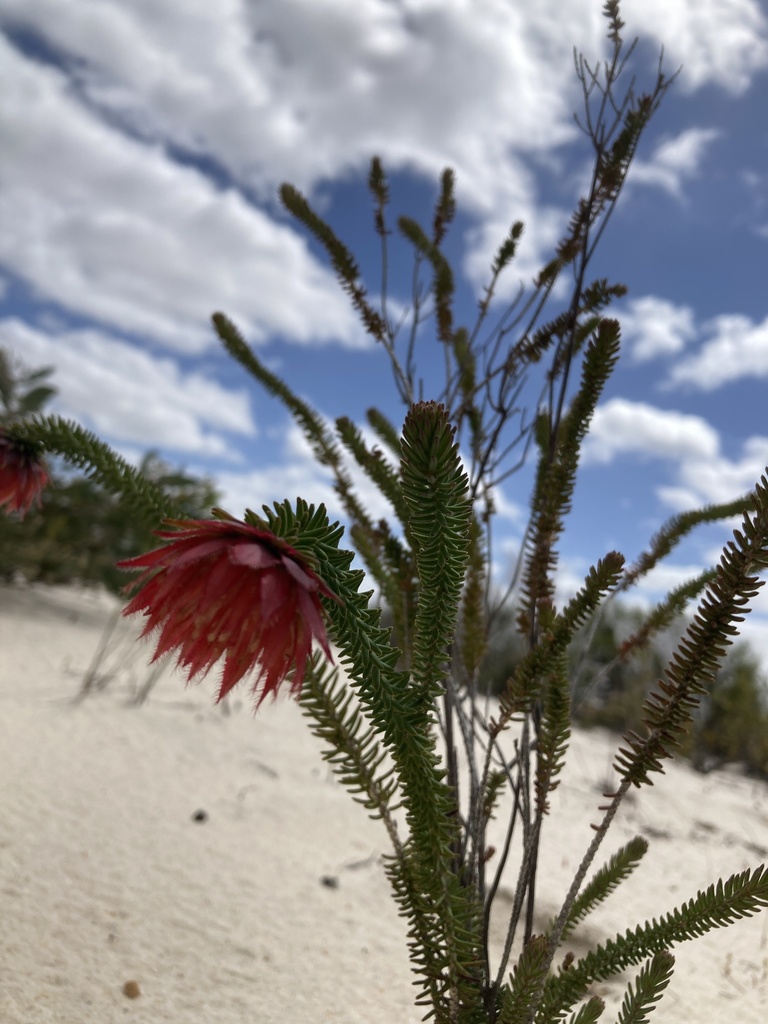 Darwinia neildiana from South Eneabba Conservation Reserve, Eneabba, WA, AU on 2021년 10월 12일 (화) at 10:20 오전 by Zac Sims... 