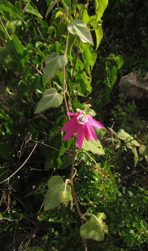 Passiflora sublanceolata