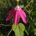 Passiflora sublanceolata - Photo (c) Alfredo Dorantes Euan, כל הזכויות שמורות, הועלה על ידי Alfredo Dorantes Euan